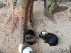 -海南热带野生动植物园