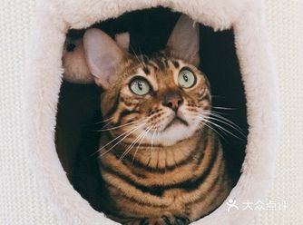 成都猫猫洗澡寄养选它！