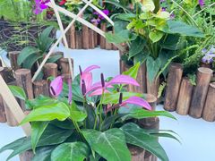 -石家庄市植物园