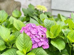 -灵隐飞来峰景区