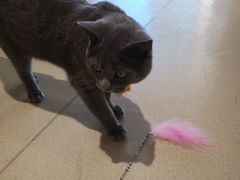 -藏猫猫咖啡主题馆(中央大道店)