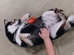 -逗柴咖啡屋·狗咖猫咖宠物桌游