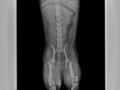 -萌兽医馆·宠物医院·猫骨科(创景店)