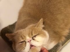 -三花喵·撸猫购宠·宠物生活馆(虹桥南丰城店)