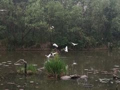 -新江湾城公园