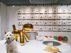 -柴务处·柴犬主题狗咖