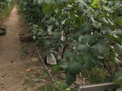 -马陆小张葡萄园农家乐