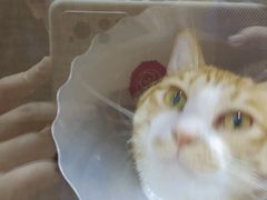 -美联众合动物医院·24h京西诊疗中心