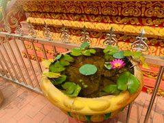 -西双版纳傣族园