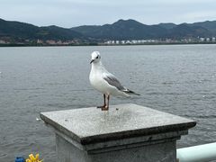 -海埂大坝