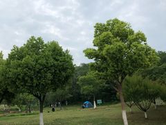 -羊山湖公园