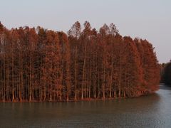 -上海海湾国家森林公园
