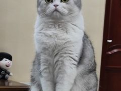 -猫十亿·布偶金渐层·曼基康矮脚猫舍(青年路店)