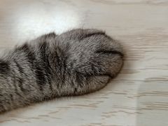 -猫和宫(六道口店)