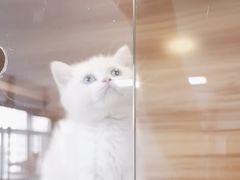 -喵百万·布偶·蓝金金渐层英短·猫舍(百子湾店)