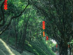-云溪植物园