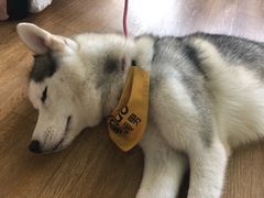 -Husky Go! 哈士奇体验馆·宠物咖啡厅狗咖