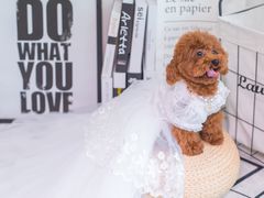 -PETKIT小佩宠物·低压洗护(国顺东路店)