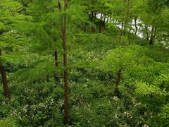 -广富林郊野公园