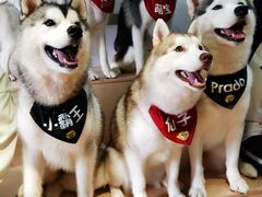 -Husky Go! 哈士奇体验馆·宠物咖啡厅狗咖