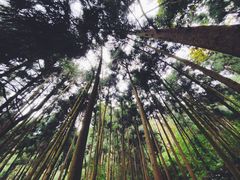 -青城山