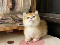 -猫十亿·布偶金渐层·曼基康矮脚猫舍(青年路店)