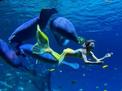 -珠海长隆海洋王国