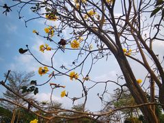 -天适樱花悠乐园