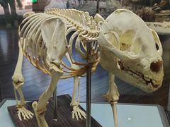 -陕西自然博物馆