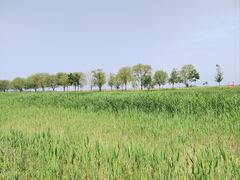 -野鸭湖国家湿地公园