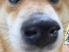 -柴源莊·柴小宠柴犬咖啡