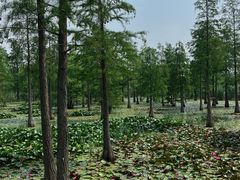 -池杉湖湿地公园