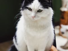 -猫亿天猫咖