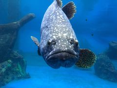 -广东惠东海龟国家级自然保护区