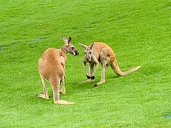 -西霞口神雕山野生动物世界