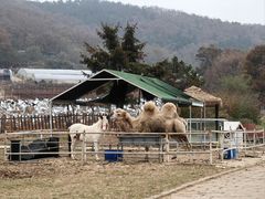 -金石滩蓝莓谷庄园