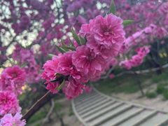 -麦当劳(朝阳北路店)