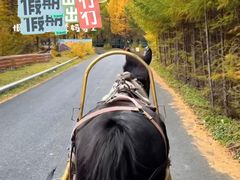 -苏木山森林公园