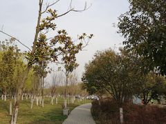-洨河生态公园