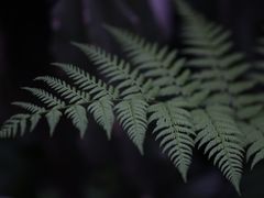 -自由生长植物工作室(深港花卉中心店)