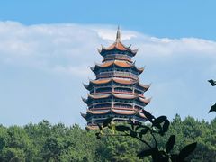 -铁山坪森林公园