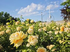 -石家庄市植物园