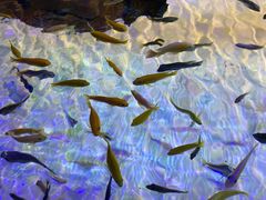 -上海海洋水族馆