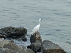 -深圳湾公园(南山区)