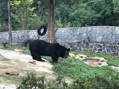 -都江堰中华大熊猫苑