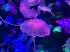 -合肥海洋世界