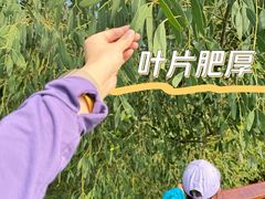 -东寨港红树林旅游区