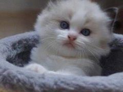 -青奢宠物·青奢猫舍