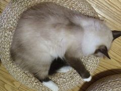 iphone_upload_pic-猫色咖啡·猫咖