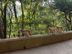 -黔灵山公园